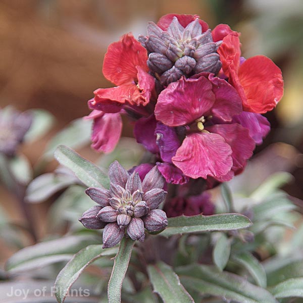 Awaiting product image