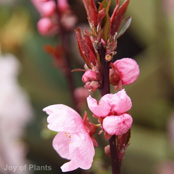 Awaiting product image