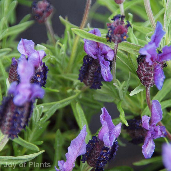 Awaiting product image