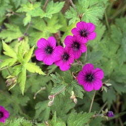Geranium Mixed