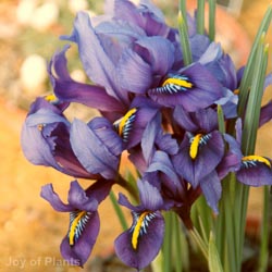 Iris reticulata