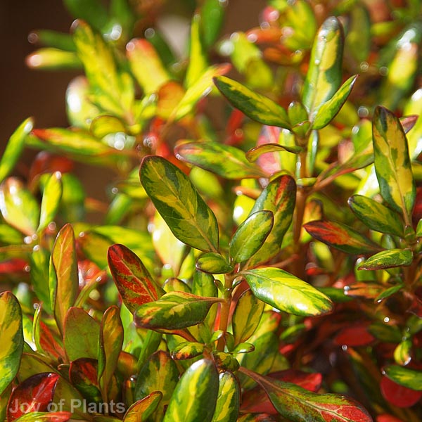 Awaiting product image