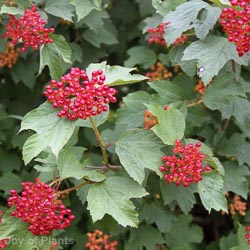 Viburnum opulus