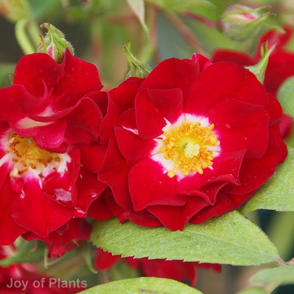 Awaiting product image