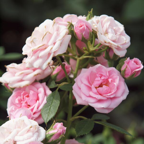 Awaiting product image