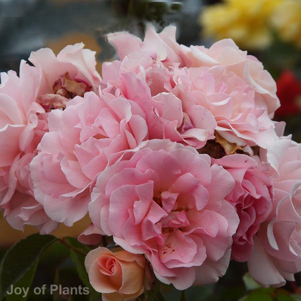 Awaiting product image