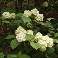 Viburnum Opulus Roseum
