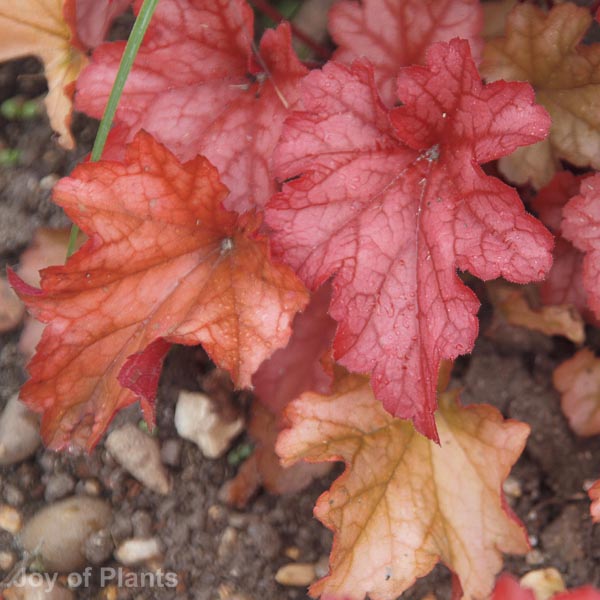 Awaiting product image