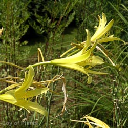 Hemerocallis citrina
