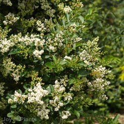 Ligustrum ovalifolium