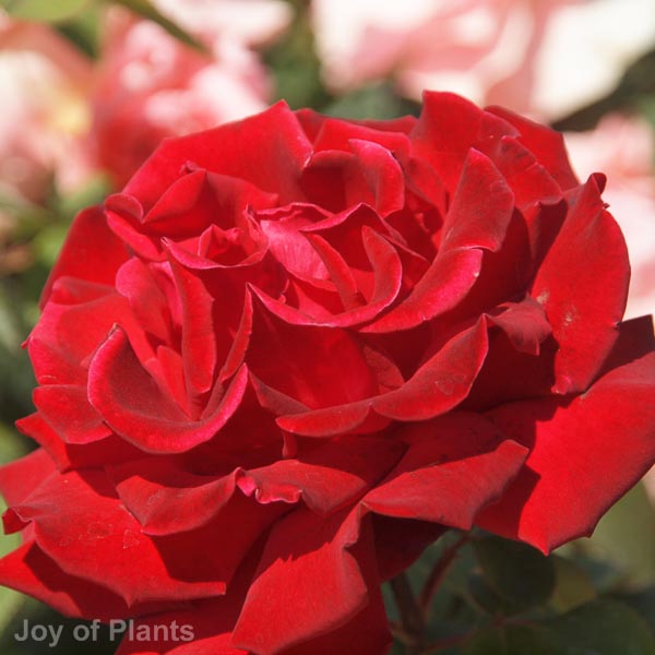 Awaiting product image