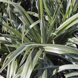 Astelia Silver Shadow