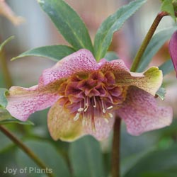 Helleborus 'Tutu'