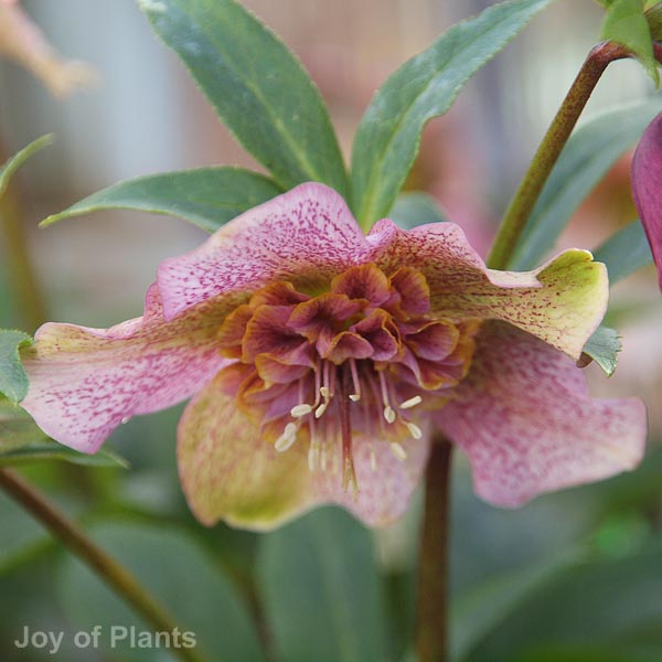 Awaiting product image