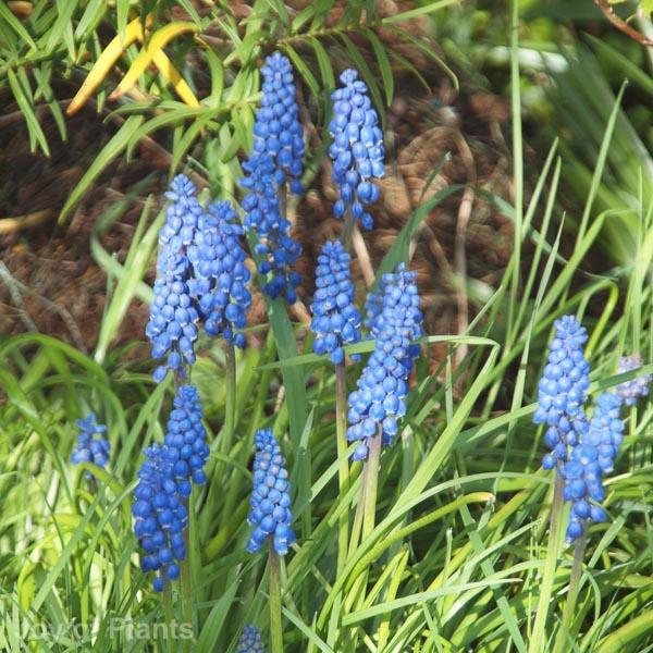 Awaiting product image