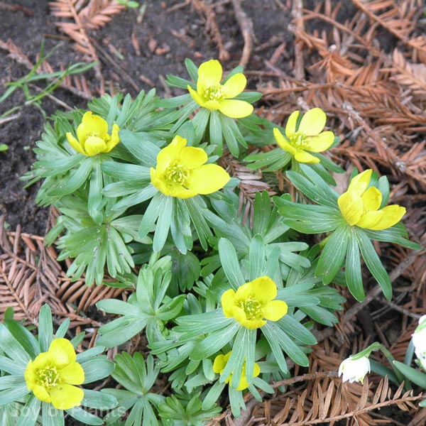 Awaiting product image