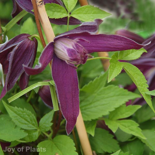 Awaiting product image