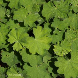Alchemilla Mollis