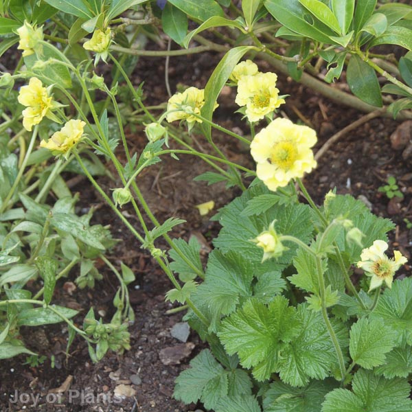 Awaiting product image