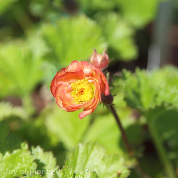 joyofplants_image