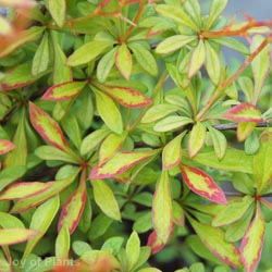 Berberis Thunbergii Golden Dream