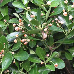 Euonymus Jap Benkomasaki