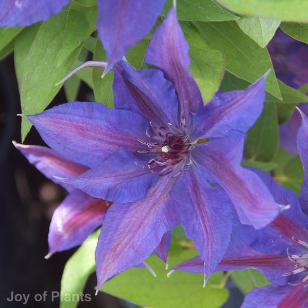 Awaiting product image