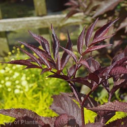 Sambucus Nigra Blue Sheen