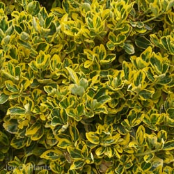 Euonymus Marieke 5L