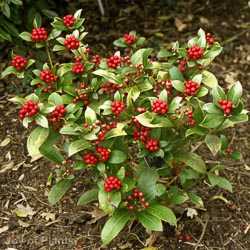 Skimmia jap.Foremanii