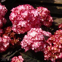 Hydrangea Macr Miss Saori