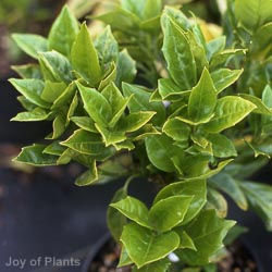 Aucuba japonica Rozannie