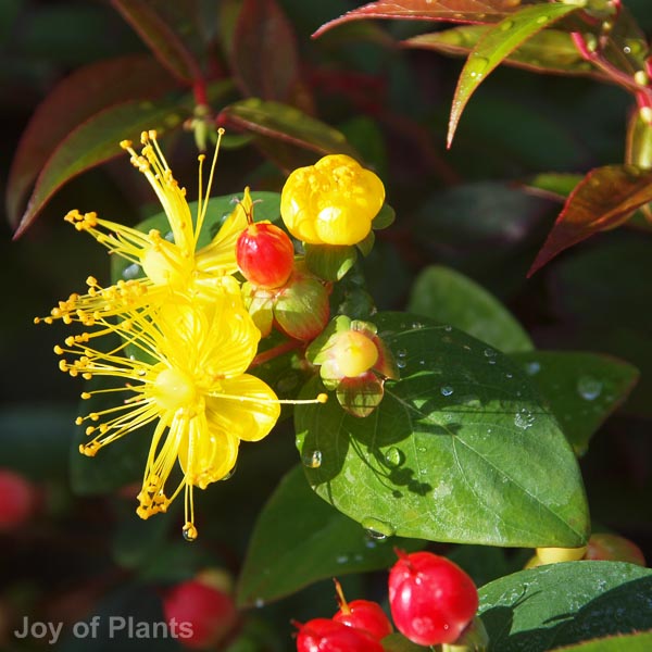 Awaiting product image