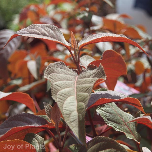 Awaiting product image