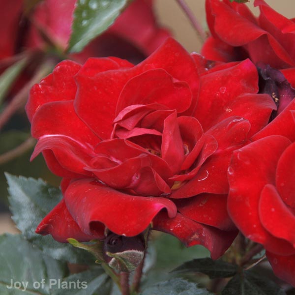 Awaiting product image