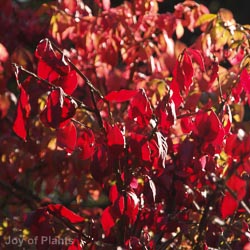 Euonymus alatus