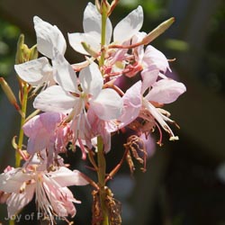 Gaura lind. White Dove