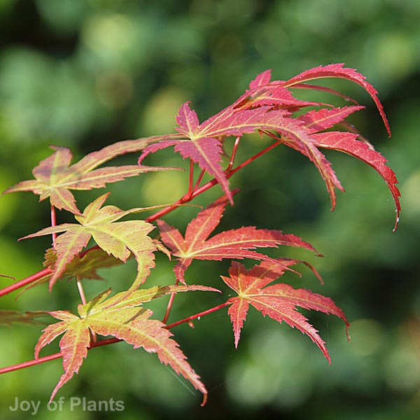 Awaiting product image