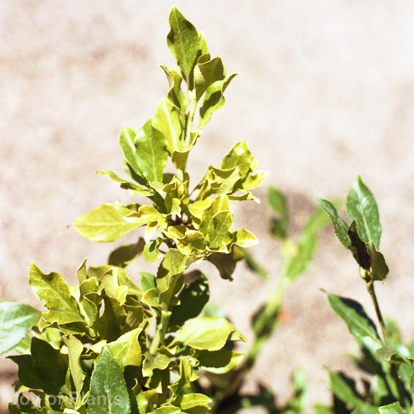 Awaiting product image