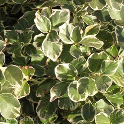 Euonymus Emerald Gaiety