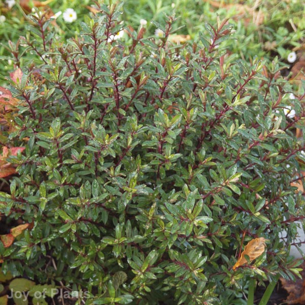 Awaiting product image