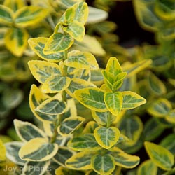 Euonymus Fort Emerald n Gold