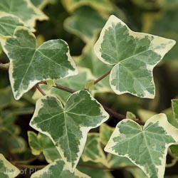 Hedera Helix Gold Child