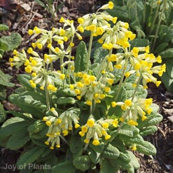 Primula Veris