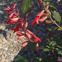 Salvia Ember's Wish