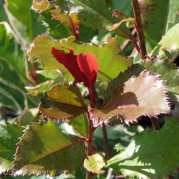 Awaiting product image