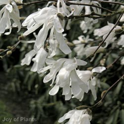 Magnolia St Royal Star