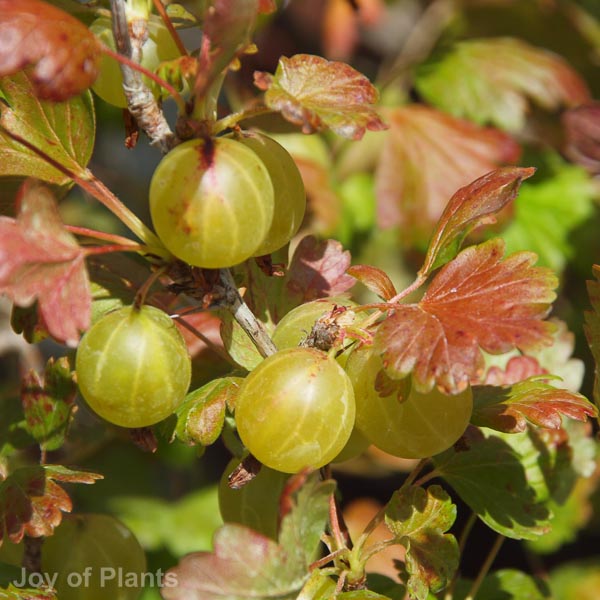 Awaiting product image