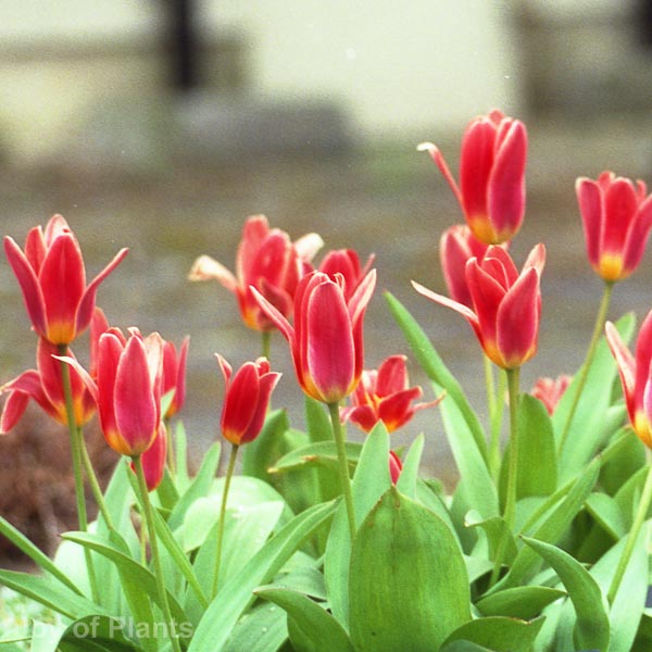 Awaiting product image