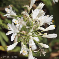 Agapanthus Snowstorm